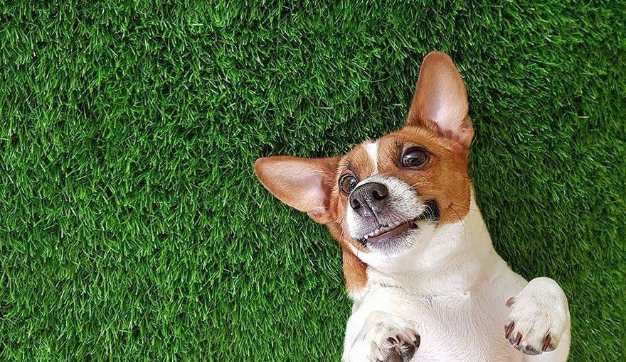 Benefits Of Artificial Grass For Your Family Pet