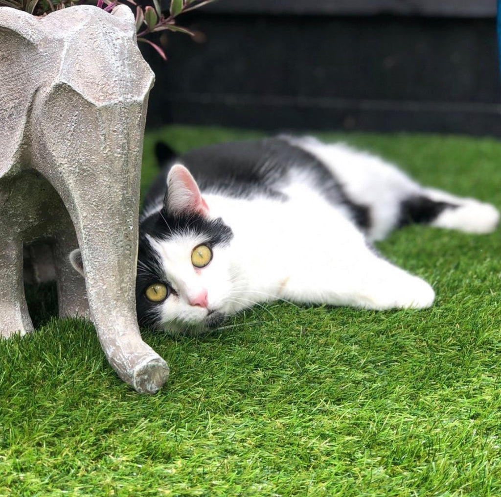 Black and white cat lying next to stone elephant statue on fake grass.