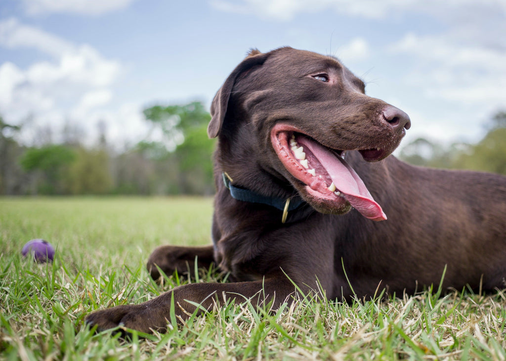 Chocolate Labrador lying down on grass in a park.