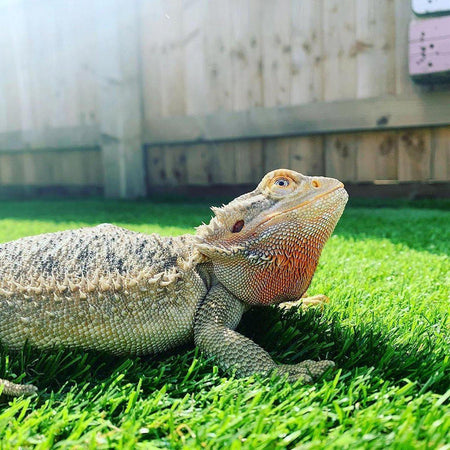 Eclipse 20mm Artificial Grass