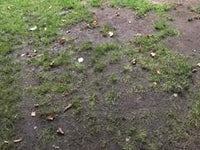 Grass Tooltip